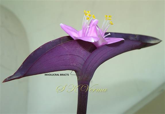   Inflorescence and  involucral bracts